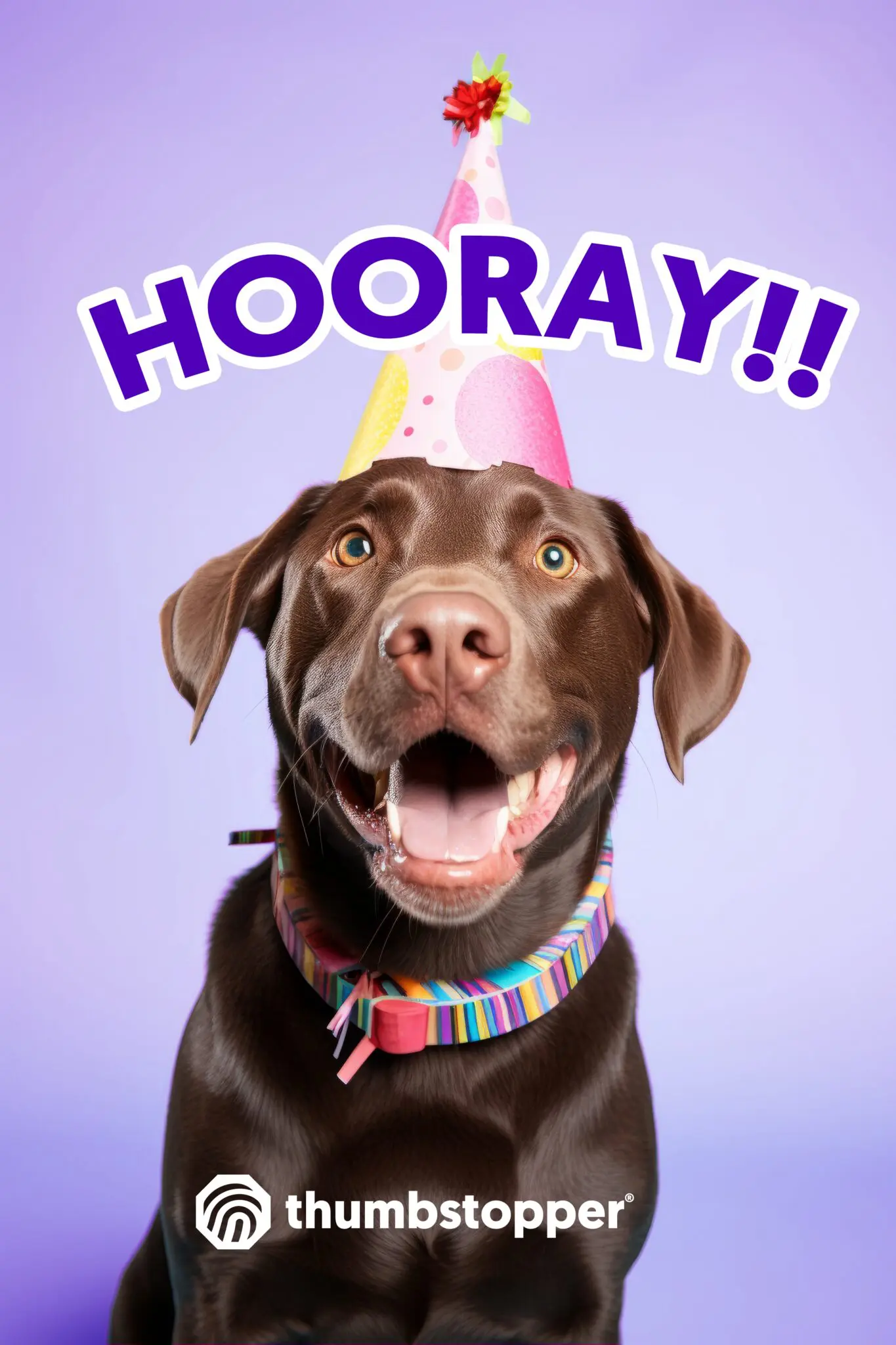 Hooray-Dog-1365x2048-1